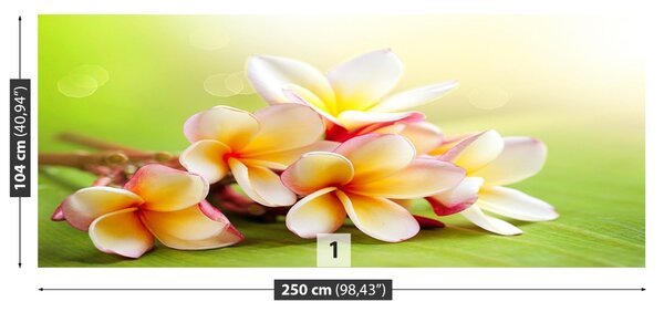Fototapet frangipani Flori