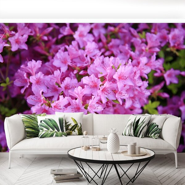 Fototapet Rhododendron roz
