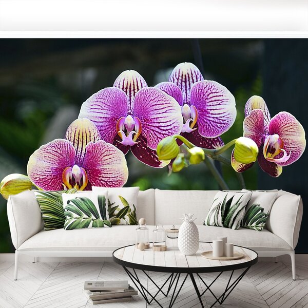 Fototapet Orchid Violet