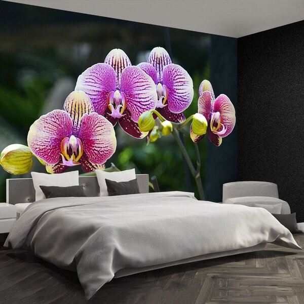 Fototapet Orchid Violet