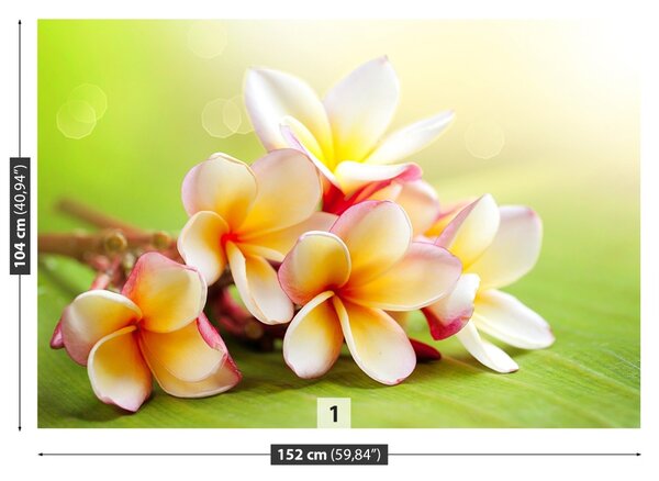 Fototapet frangipani Flori