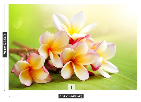 Fototapet frangipani Flori
