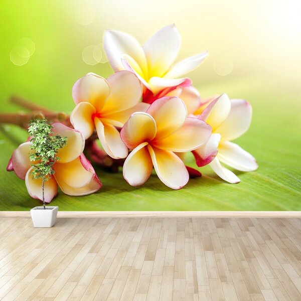 Fototapet frangipani Flori