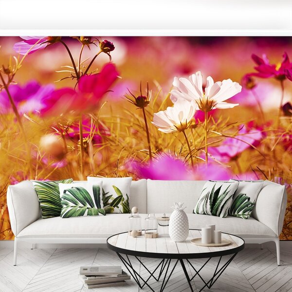 Fototapet Cosmos Flower