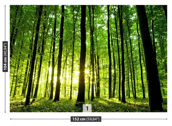 Fototapet Pădure verde