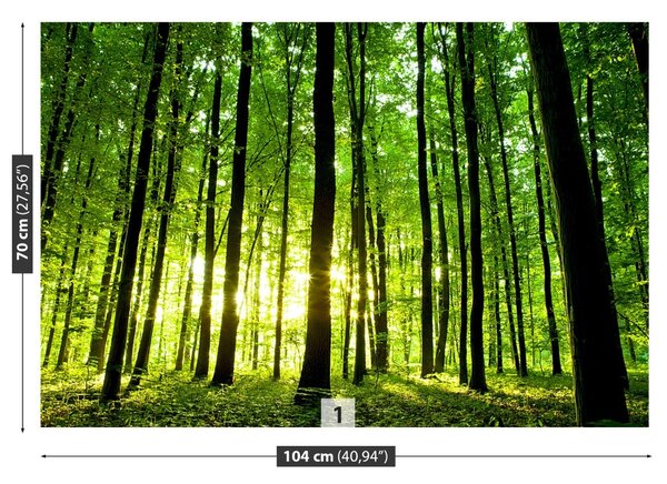 Fototapet Pădure verde