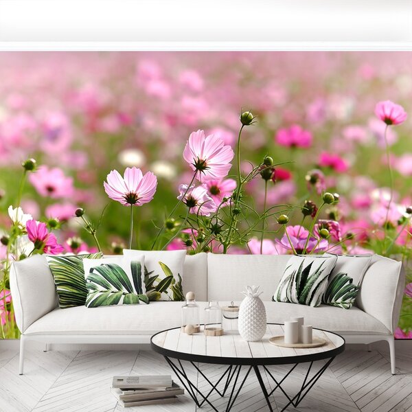 Fototapet Cosmos Flori