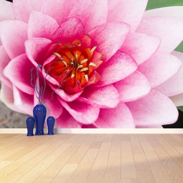 Fototapet Floare de lotus