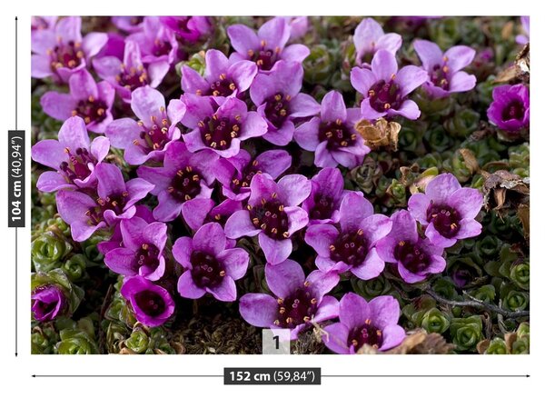 Fototapet Violet Scale