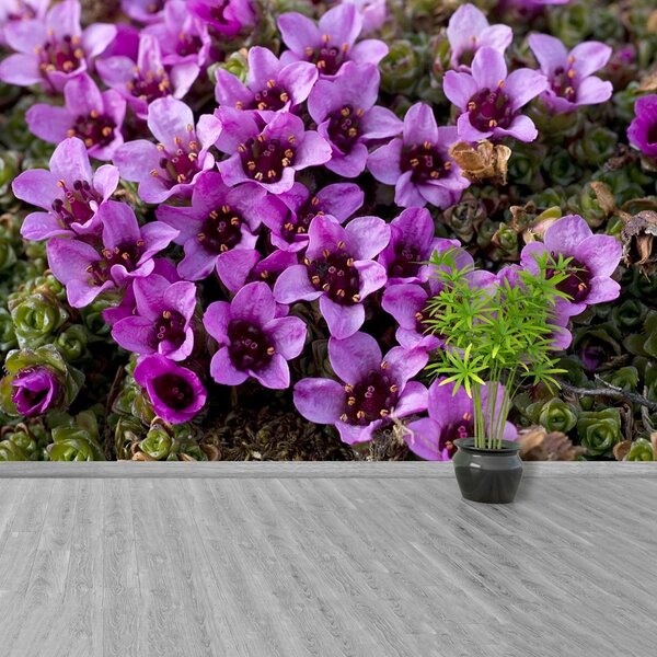 Fototapet Violet Scale