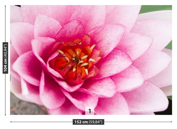 Fototapet Floare de lotus