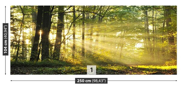 Fototapet Pădure toamna