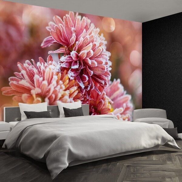 Fototapet Aster Ice roz