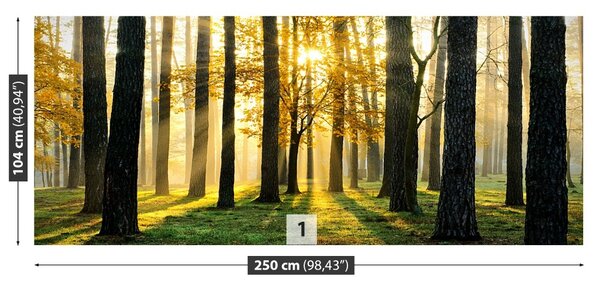 Fototapet Pădure în dimineața