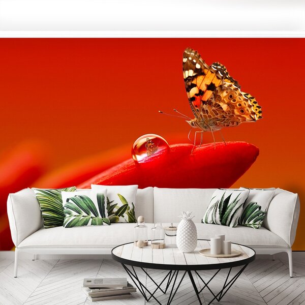 Fototapet Butterfly Tulip