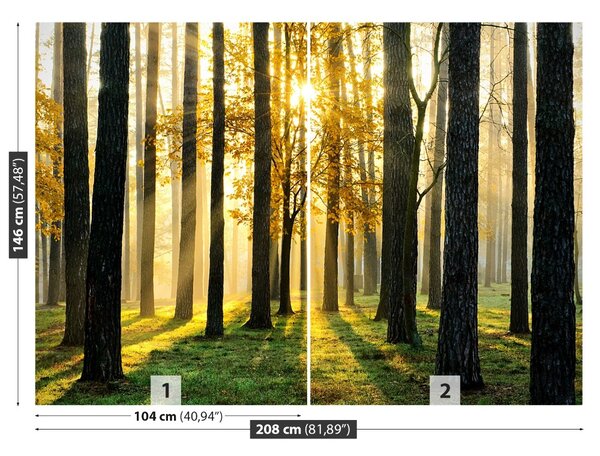 Fototapet Pădure în dimineața