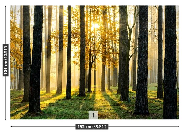 Fototapet Pădure în dimineața