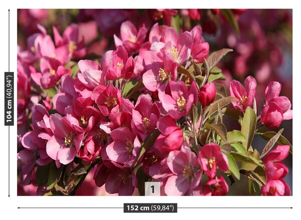 Fototapet Flori de cireș