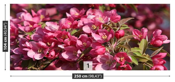 Fototapet Flori de cireș