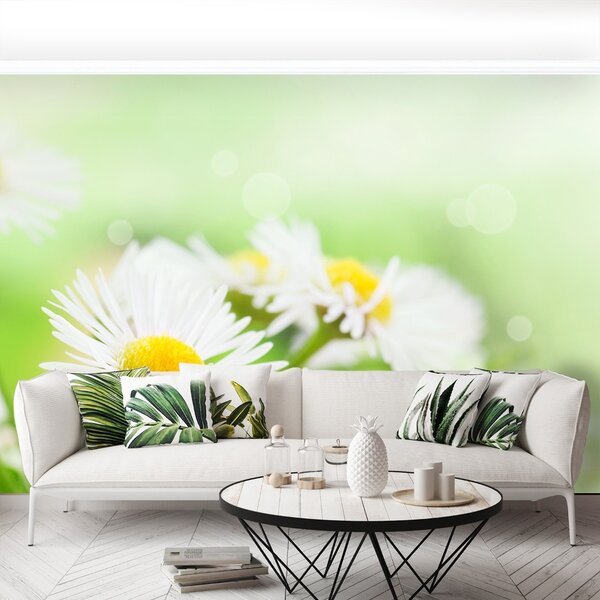 Fototapet Green Daisy