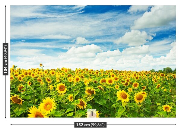 Fototapet Domeniu de Sunflowers