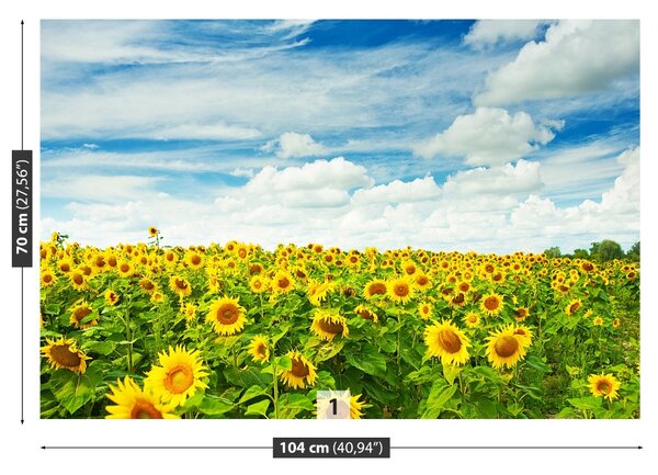 Fototapet Domeniu de Sunflowers