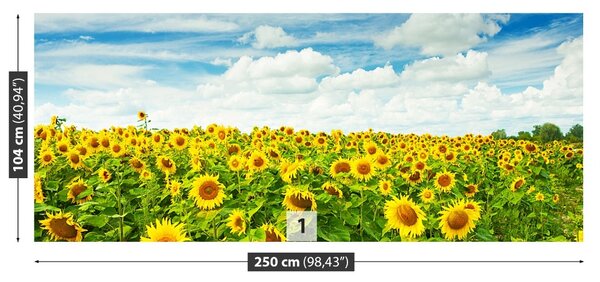 Fototapet Domeniu de Sunflowers