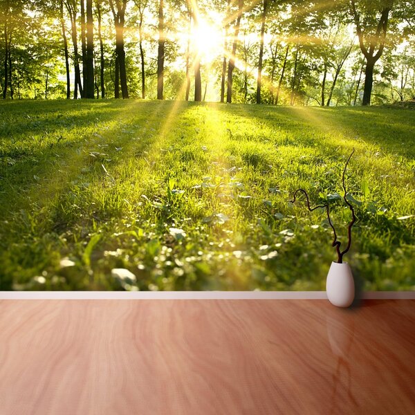 Fototapet Forest Sun