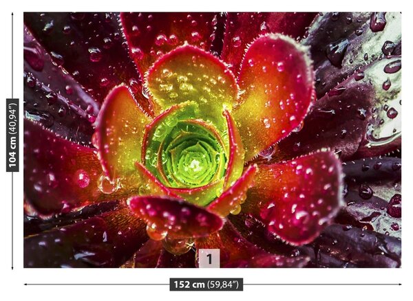 Fototapet Floare rosie