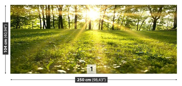 Fototapet Forest Sun