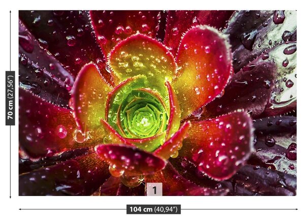 Fototapet Floare rosie