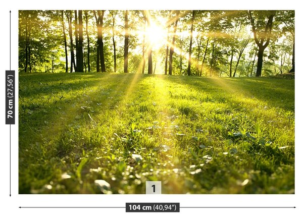 Fototapet Forest Sun
