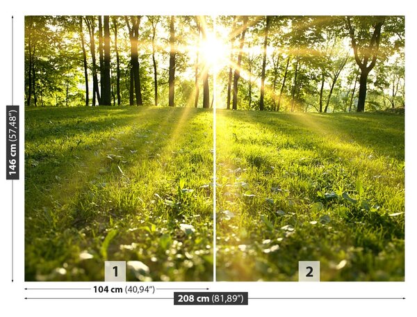 Fototapet Forest Sun