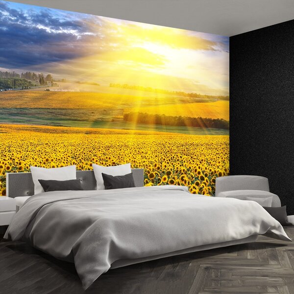 Fototapet Domeniu de Sunflowers