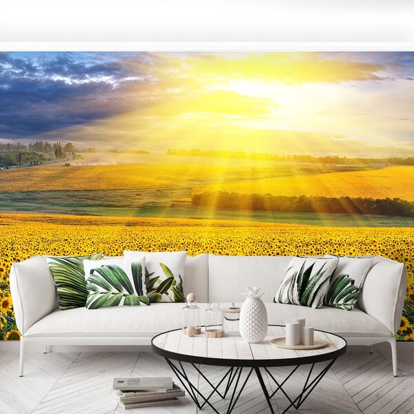 Fototapet Domeniu de Sunflowers