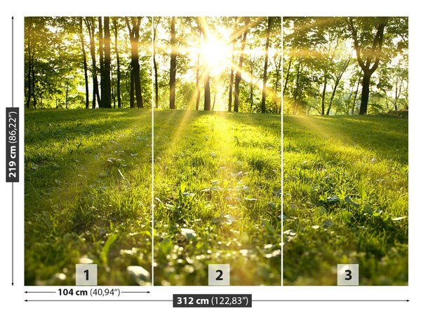Fototapet Forest Sun