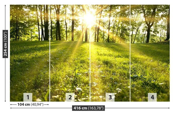 Fototapet Forest Sun