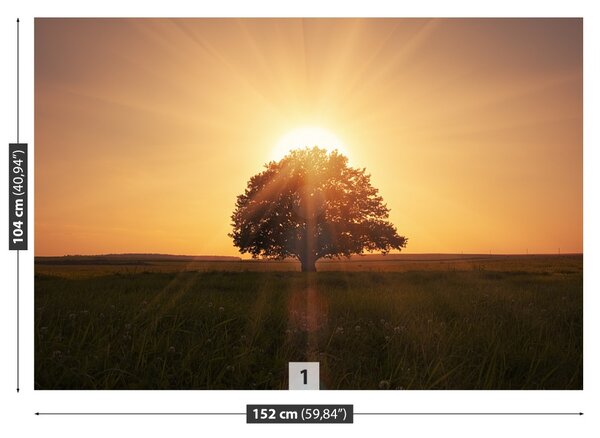 Fototapet Arborele Sunrise
