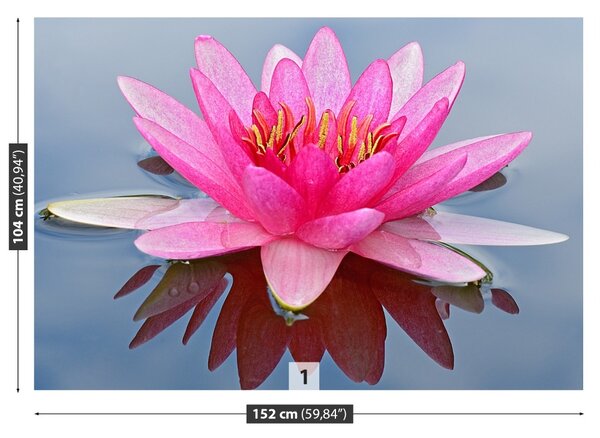 Fototapet Pink Water Lily