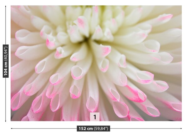 Fototapet alb Aster