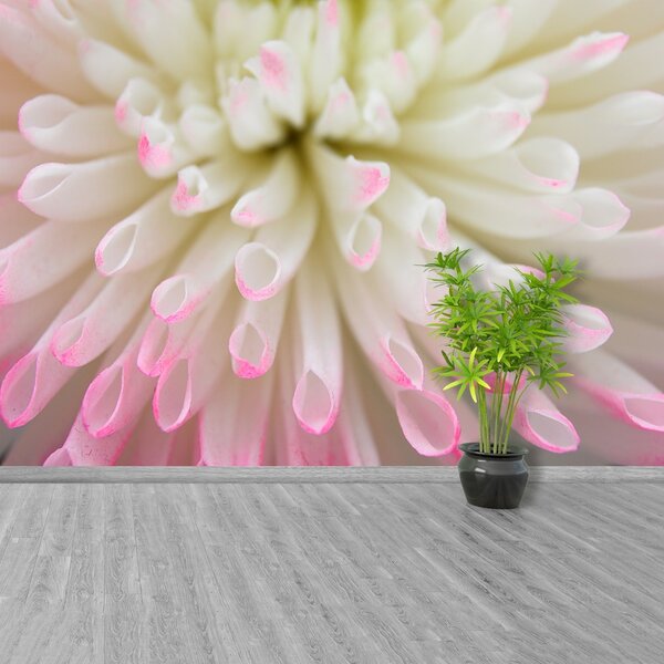 Fototapet alb Aster