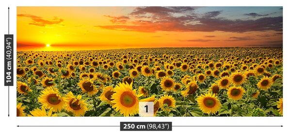 Fototapet Domeniu de Sunflowers