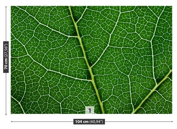 Fototapet Frunză verde