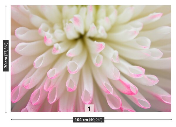 Fototapet alb Aster