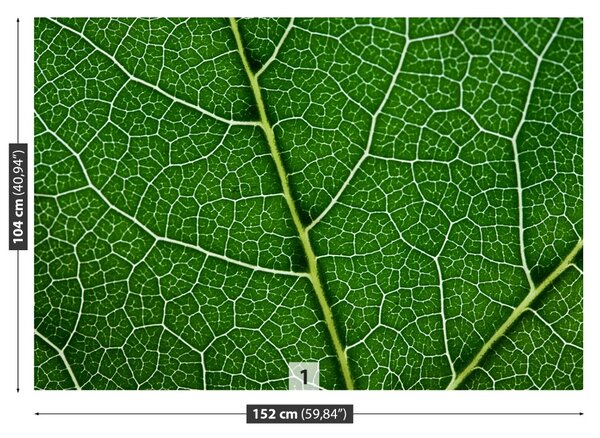 Fototapet Frunză verde