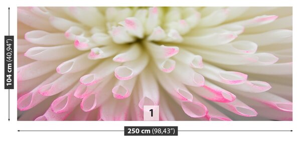 Fototapet alb Aster