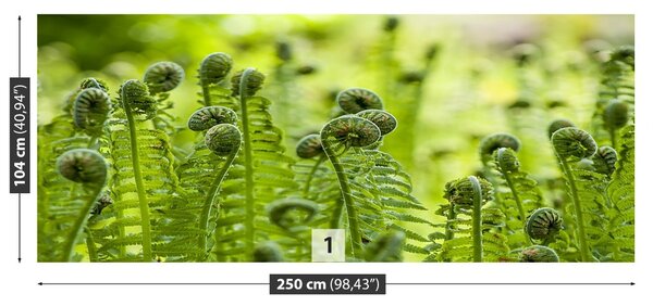 Fototapet Green Fern