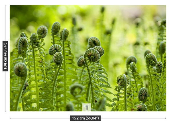 Fototapet Green Fern