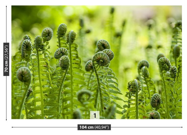 Fototapet Green Fern