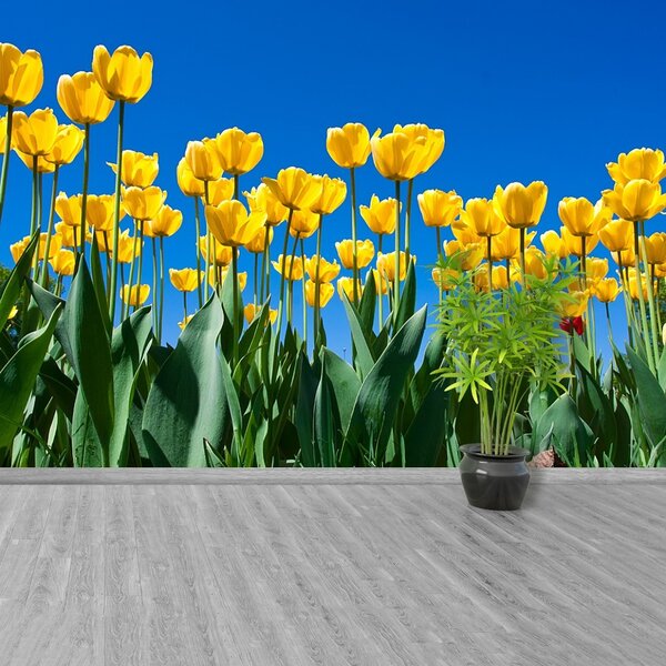 Fototapet Lalele Flori